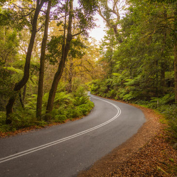 Mt Wilson, NSW, Australia