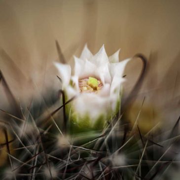 Cactus Flower