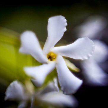 Chinese Star Jasmine