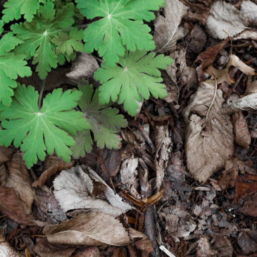 Autumn – Mt Wilson, NSW, Australia