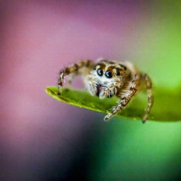 Extreme Closeup – Doe-eyed Jumping Spider