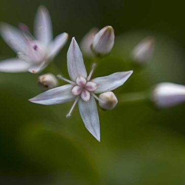 Four petal flower