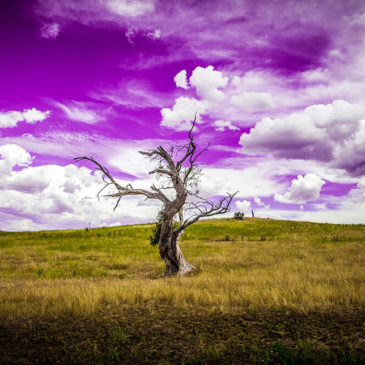 Lonely Tree – Jindabyne, NSW, Australia