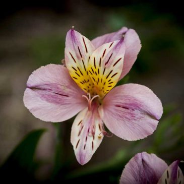 Peruvian-Lily