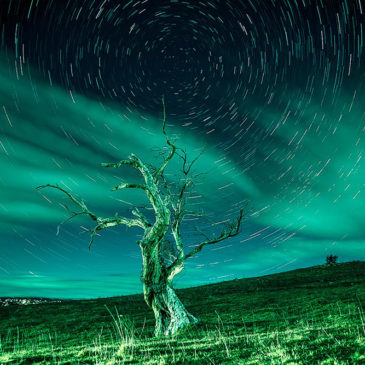 Lonely Tree by Night – Jindabyne, NSW, Australia