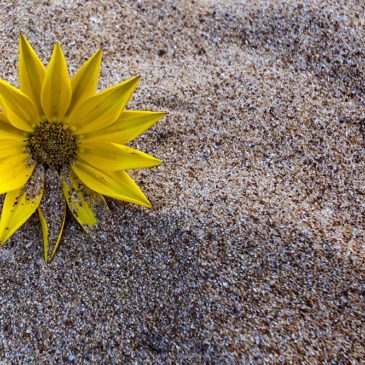 Sunflower on the Beach