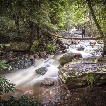 Minnamurra Rainforest, NSW, Australia