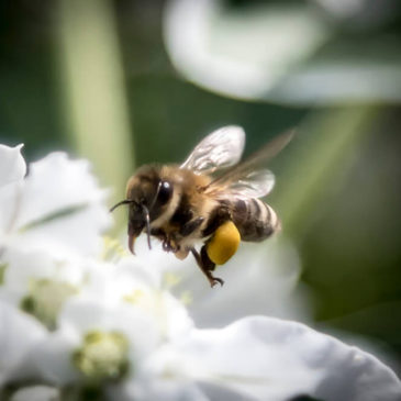 Hard working Bee