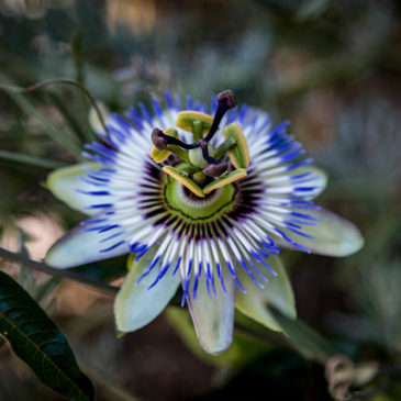 Passion Fruit Flower