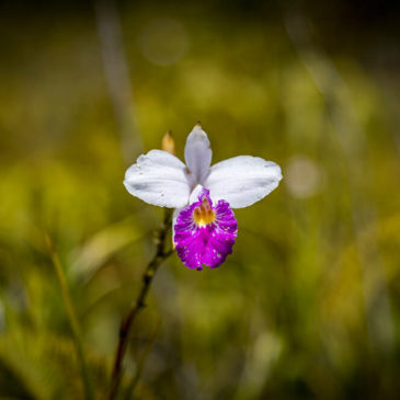 Bamboo Orchid