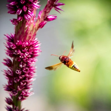 Wasp mid-flight