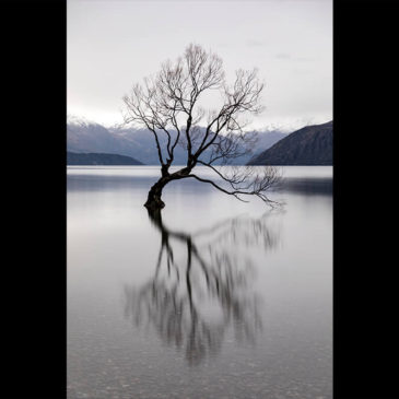 The Wanaka Tree – New Zealand